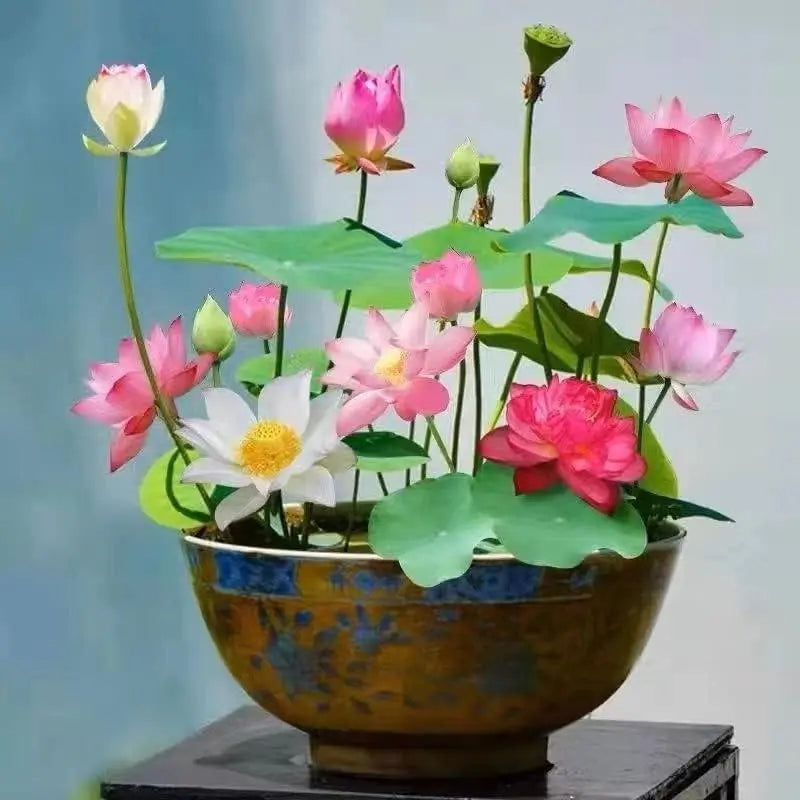 Lotus Samen | 10 Stück | Bunte Wasserpflanzen für Teich & Bonsai-Schale | Mehrjährig