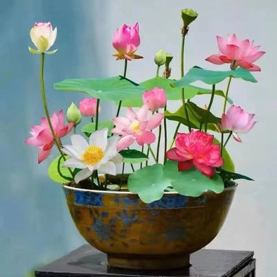 Lotus Samen | 10 Stück | Bunte Wasserpflanzen für Teich & Bonsai-Schale | Mehrjährig