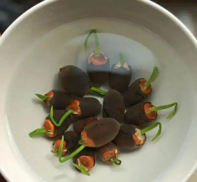 Lotus Samen | 10 Stück | Bunte Wasserpflanzen für Teich & Bonsai-Schale | Mehrjährig