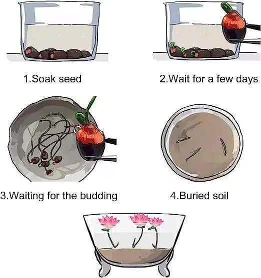 Lotus Samen | 10 Stück | Bunte Wasserpflanzen für Teich & Bonsai-Schale | Mehrjährig